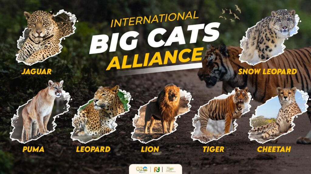 International Big Cat Alliance (IBCA)​