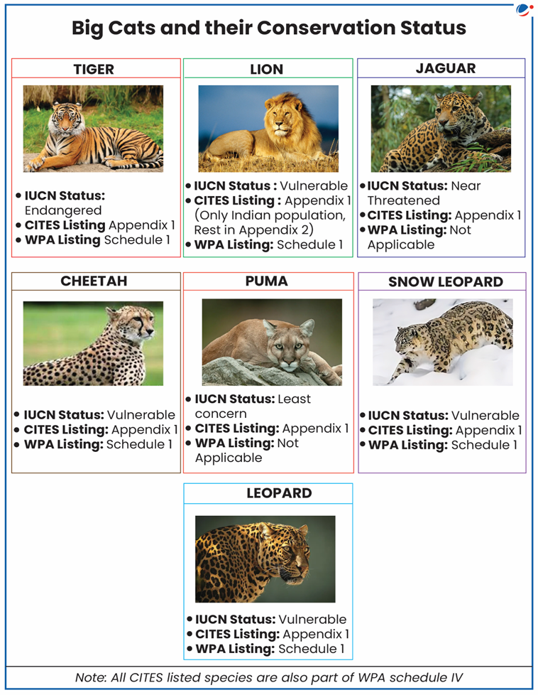 International Big Cat Alliance (IBCA)​